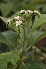 Tournefortia pubescens