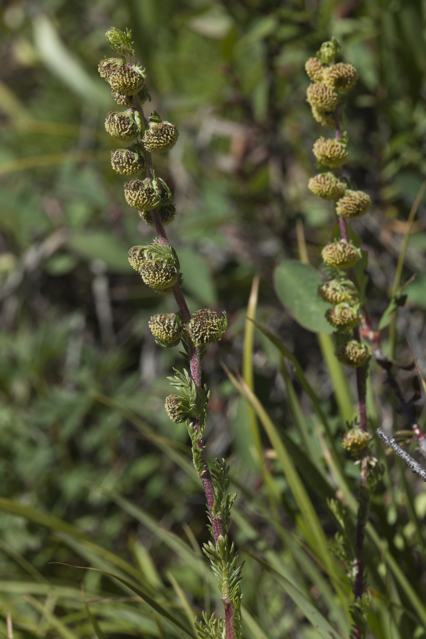 Artemisia rupestris