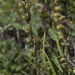 Artemisia rupestris - Photo (c) Svetlana Nesterova,  זכויות יוצרים חלקיות (CC BY-NC), הועלה על ידי Svetlana Nesterova