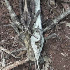 Xyleus discoideus discoideus