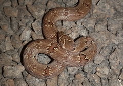 Oligodon taeniolatus