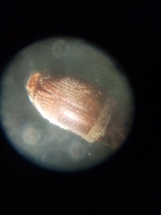 Stegobium paniceum