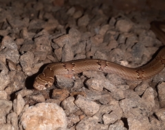 Oligodon taeniolatus