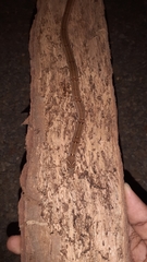 Oligodon taeniolatus