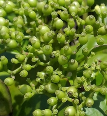 Psychotria serpens