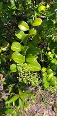 Psychotria serpens