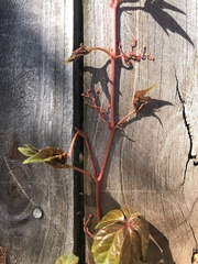 Parthenocissus quinquefolia
