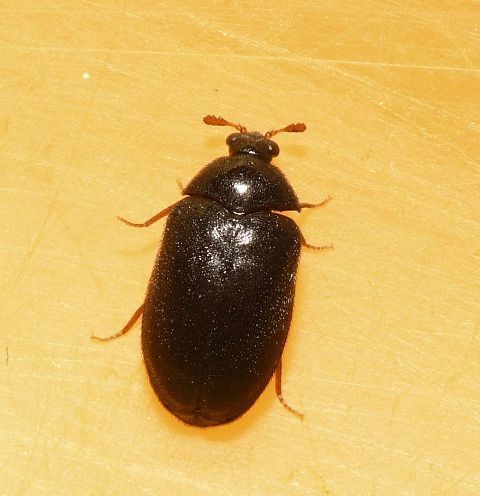 Cobweb Beetle