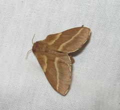 Malacosoma castrense