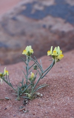 Linaria haelava