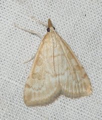 Udea elutalis