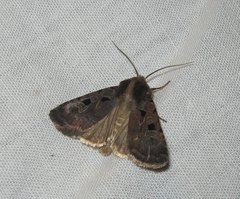 Chersotis andereggii