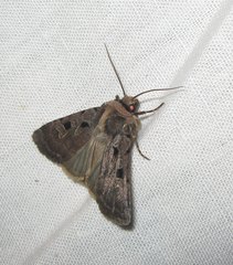 Chersotis andereggii