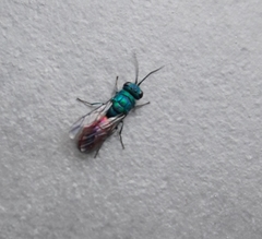 Chrysis terminata