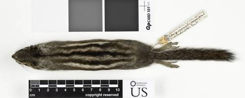 Gray-footed Chipmunk