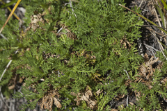 Artemisia rupestris
