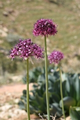 Allium aschersonianum
