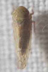 Neoaliturus tenellus