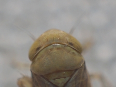 Neoaliturus tenellus