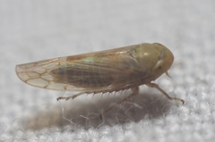 Neoaliturus tenellus