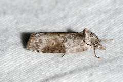 Garella nilotica
