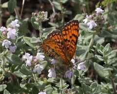 Melitaea arduinna