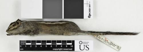 Gray-footed Chipmunk