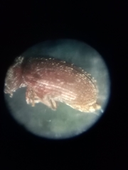 Stegobium paniceum