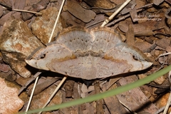 Maxera marchalii