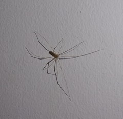 Pholcus phalangioides