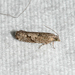 Epinotia vertumnana - Photo (c) Royal Tyler, some rights reserved (CC BY-NC-SA), uploaded by Royal Tyler