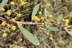 Acacia redolens