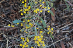 Acacia redolens