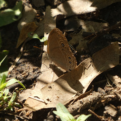 Brakefieldia simonsii