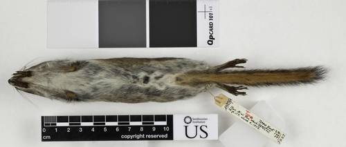 Gray-footed Chipmunk