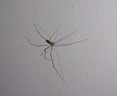 Pholcus phalangioides
