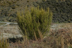 Dracophyllum acerosum