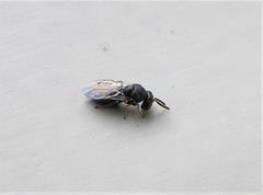 Pteromalus