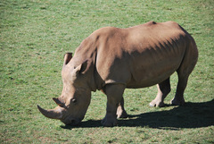 Rhinocerotidae