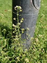 Capsella bursa-pastoris