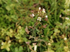 Capsella bursa-pastoris