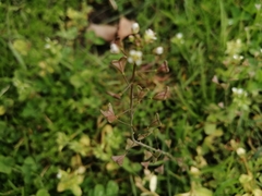 Capsella bursa-pastoris