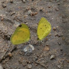 Eurema desjardinsii