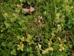 Capsella bursa-pastoris