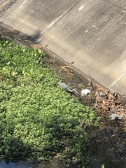 Egretta tricolor image