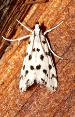Eustixia pupula