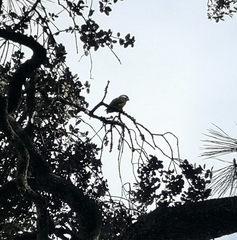 Poicephalus senegalus