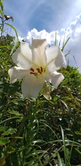 Lilium brownii