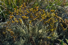 Pimelea traversii traversii
