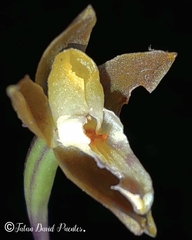 Caucaea radiata